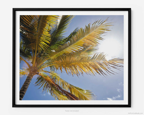 Palm Tree Backlit By Caribbean Sun, St. John USVI Fine Art Photography Print