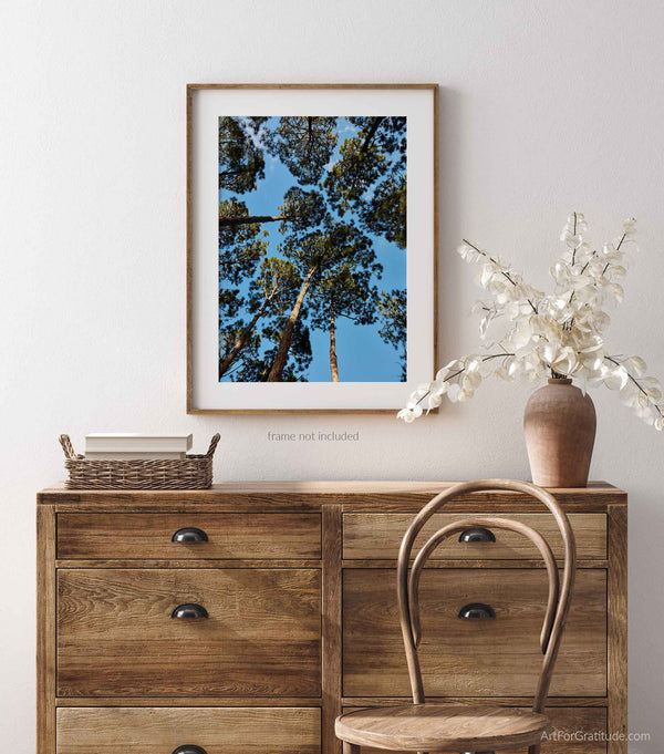 Loblolly Pine Trees at South Beach