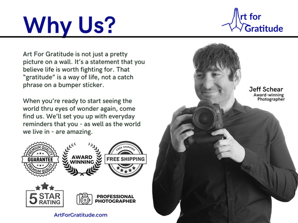 Loblolly Pine Trees at South Beach