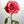 Load image into Gallery viewer, Red Rose Macro, Flower Fine Art Photography Print