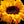 Load image into Gallery viewer, Sunflower Macro, Flower Fine Art Photography Print