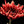 Load image into Gallery viewer, Red Chrysanthemum, Flower Fine Art Photography Print
