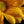 Load image into Gallery viewer, Yellow Daisy Macro, Flower Fine Art Photography Print