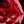Load image into Gallery viewer, Red Rose Macro, Flower Fine Art Photography Print
