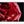 Load image into Gallery viewer, Red Rose Macro, Flower Fine Art Photography Print