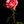 Load image into Gallery viewer, Red Rose Macro, Flower Fine Art Photography Print