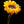Load image into Gallery viewer, Sunflower, Flower Fine Art Photography Print