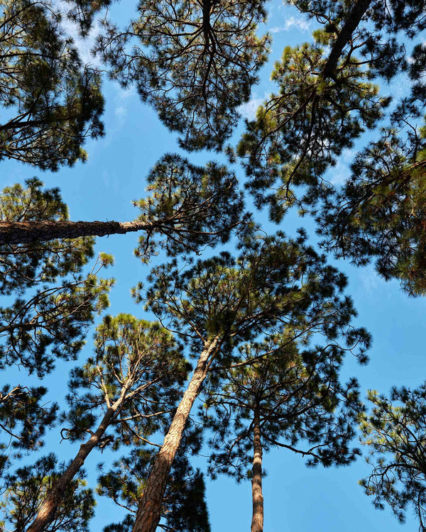 Loblolly Pine Trees at South Beach