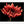 Load image into Gallery viewer, Red Chrysanthemum, Flower Fine Art Photography Print