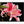 Load image into Gallery viewer, Pink Lily, Flower Fine Art Photography Print