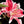 Load image into Gallery viewer, Pink Lily, Flower Fine Art Photography Print
