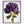 Load image into Gallery viewer, Purple Hydrangea, Flower Fine Art Photography Print