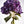 Load image into Gallery viewer, Purple Hydrangea, Flower Fine Art Photography Print