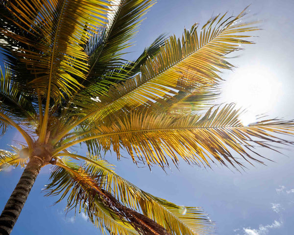 Palm Tree Backlit By Caribbean Sun, St. John USVI Fine Art Photography Print