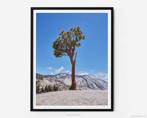 Olmsted Point Juniper Tree, Yosemite Fine Art Photography Print