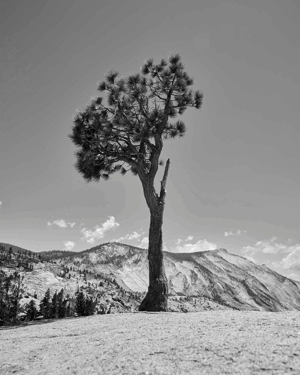 Olmsted Point Juniper Tree, Yosemite Black And White Fine Art Photography Print