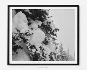 This fine art photography print shows winter in Vail, Colorado at Vail Ski Resort. Featuring a stunning view of a pine tree covered in freshly fallen powder snow off the Timberline Catwalk trail at Vail Ski Resort.