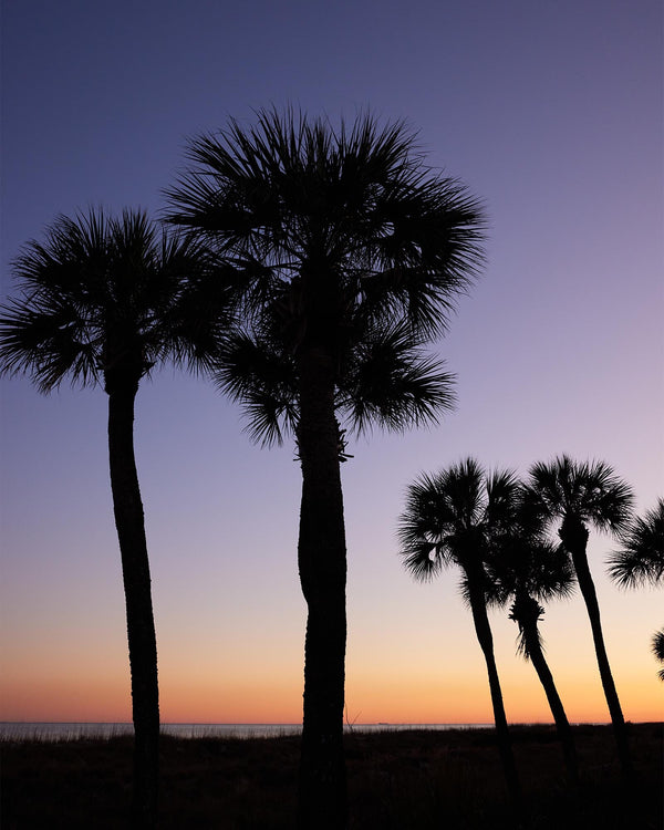 Palmetto Trees at Sunset