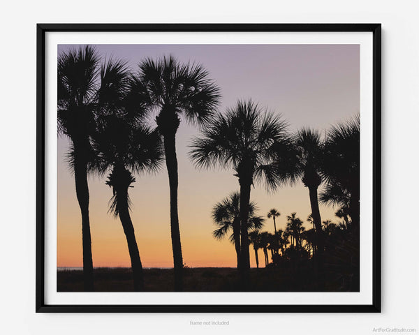 Palmetto Trees at Sunset