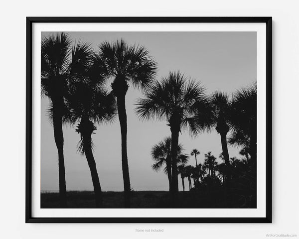 Palmetto Trees at Sunset