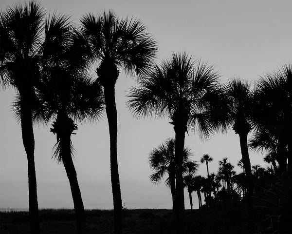 Palmetto Trees at Sunset