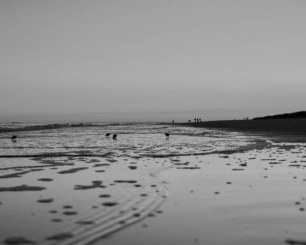 Calm Ocean Sunset at Palmetto Dunes