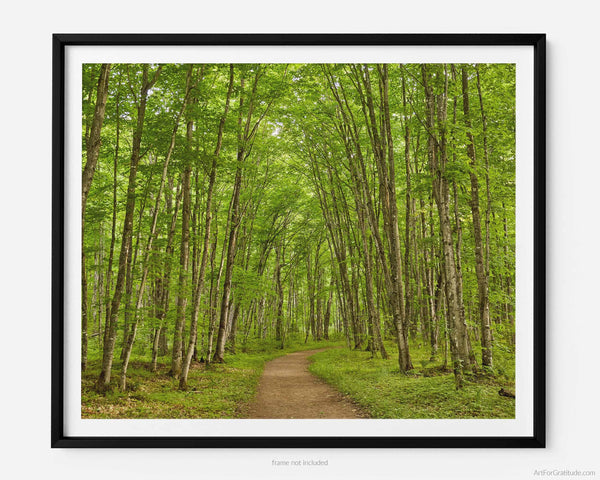 Chapel Loop Hiking Trail Enchanted Trees, Pictured Rocks Michigan Fine Art Photography Print