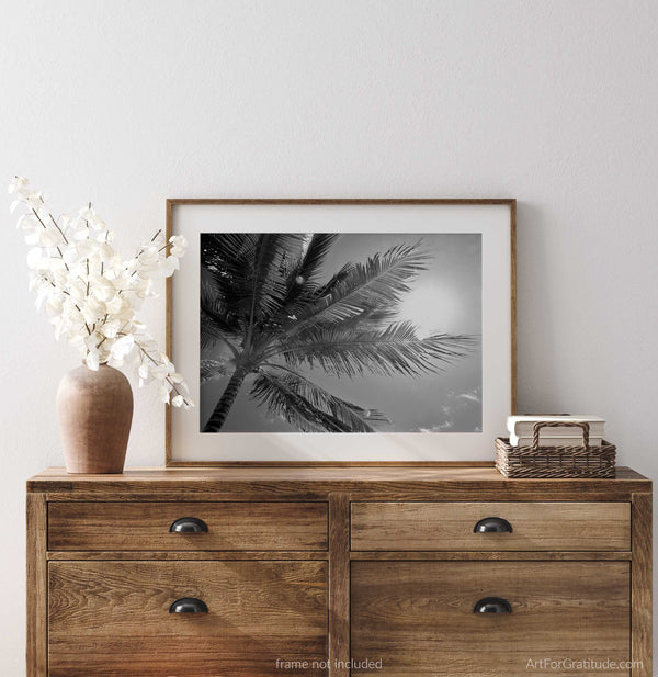 Palm Tree Backlit By Caribbean Sun, St. John USVI Black And White Fine Art Photography Print