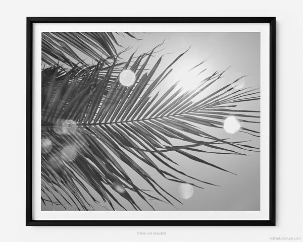 Palm Tree Backlit By Caribbean Sun, St. John USVI Black And White Fine Art Photography Print