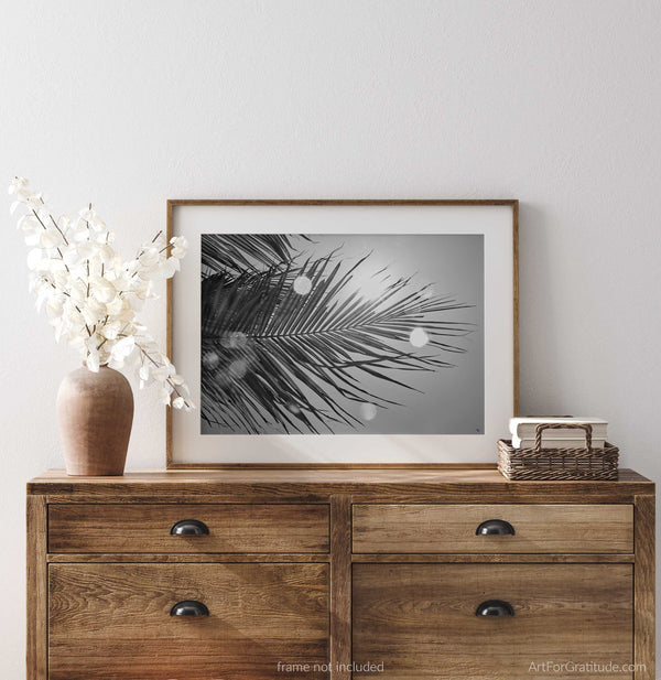 Palm Tree Backlit By Caribbean Sun, St. John USVI Black And White Fine Art Photography Print