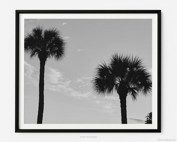 Palmetto Tree Silhouette At Sunset, Hilton Head Island Black And White Fine Art Photography Print