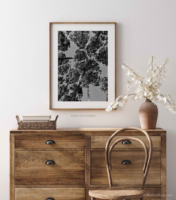 Loblolly Pine Trees at South Beaca