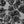 Load image into Gallery viewer, Loblolly Pine Trees at South Beaca