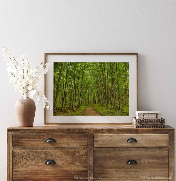Chapel Loop Hiking Trail Enchanted Trees, Pictured Rocks Michigan Fine Art Photography Print