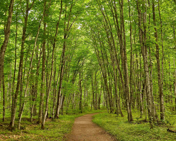 Chapel Loop Hiking Trail Enchanted Trees, Pictured Rocks Michigan Fine Art Photography Print