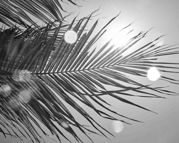Palm Tree Backlit By Caribbean Sun, St. John USVI Black And White Fine Art Photography Print