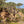 Load image into Gallery viewer, Torrey Pine Tree Fine Art Photography Print, At Torrey Pines State Park, In San Diego California