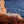 Load image into Gallery viewer, California Brown Pelican at La Jolla Cove