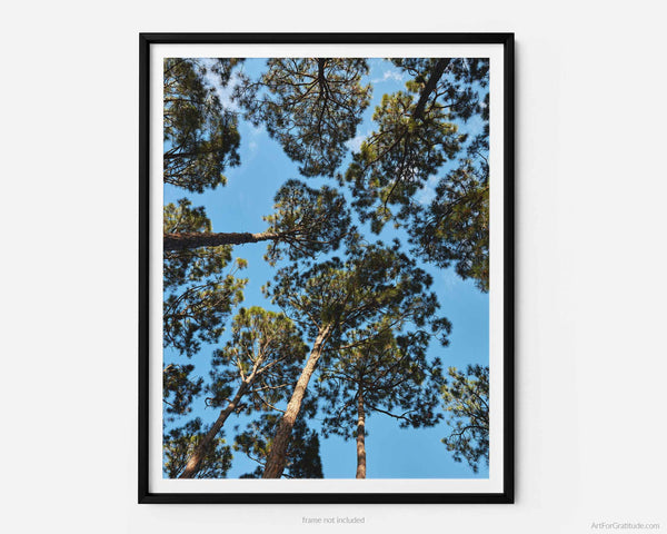 Loblolly Pine Trees At South Beach, Hilton Head Island Fine Art Photography Print