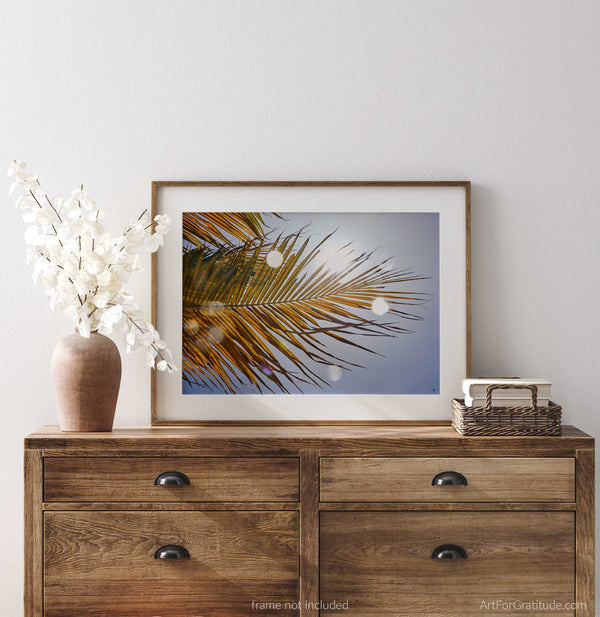 Palm Tree Backlit By Caribbean Sun, St. John USVI Fine Art Photography Print