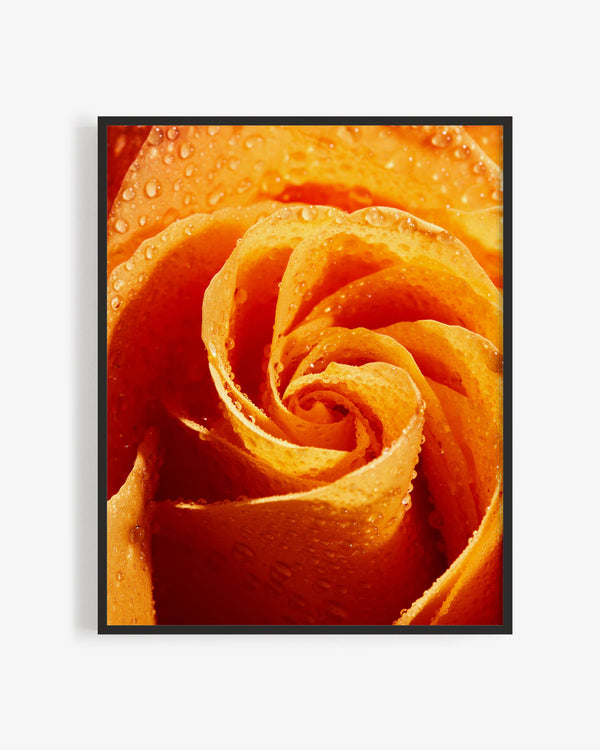Orange Rose, Flower Fine Art Photography Print