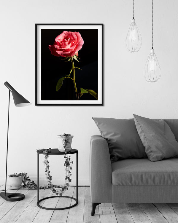 Red Rose Macro, Flower Fine Art Photography Print