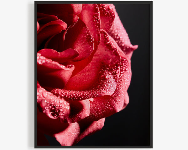 Red Rose Macro, Flower Fine Art Photography Print