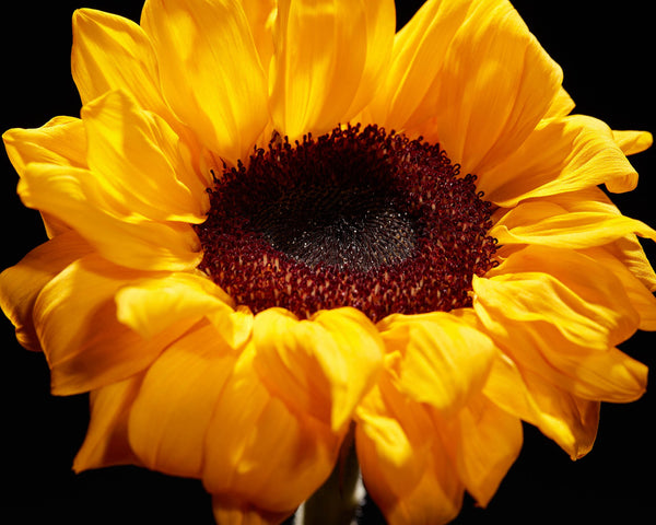 Sunflower Macro, Flower Fine Art Photography Print