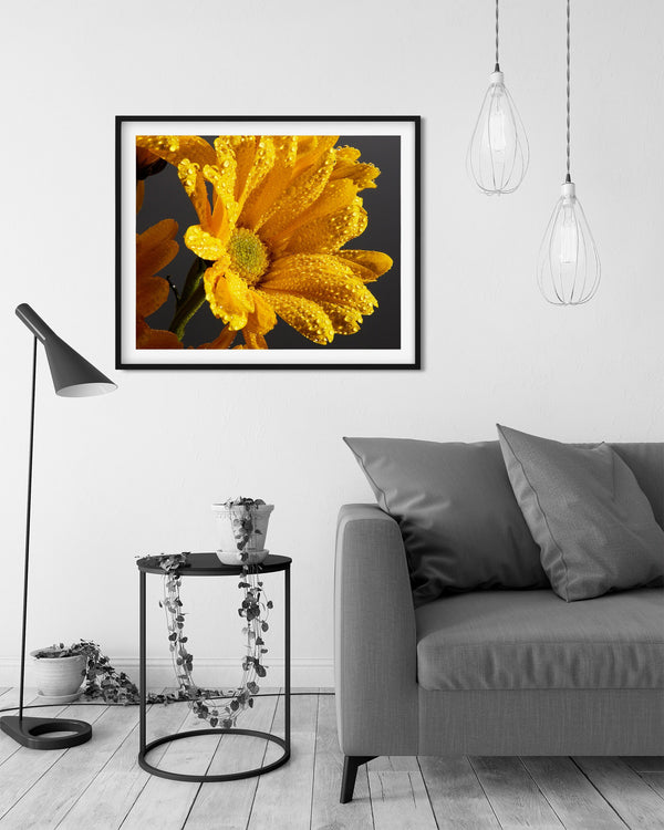 Yellow Daisy Macro, Flower Fine Art Photography Print