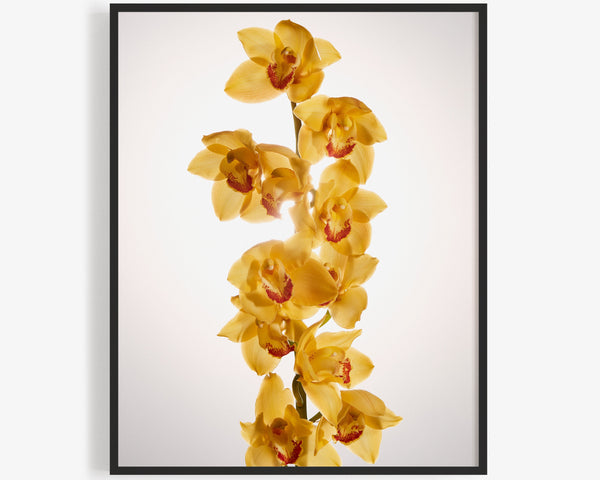 Yellow Boat Orchid Macro, Flower Fine Art Photography Print