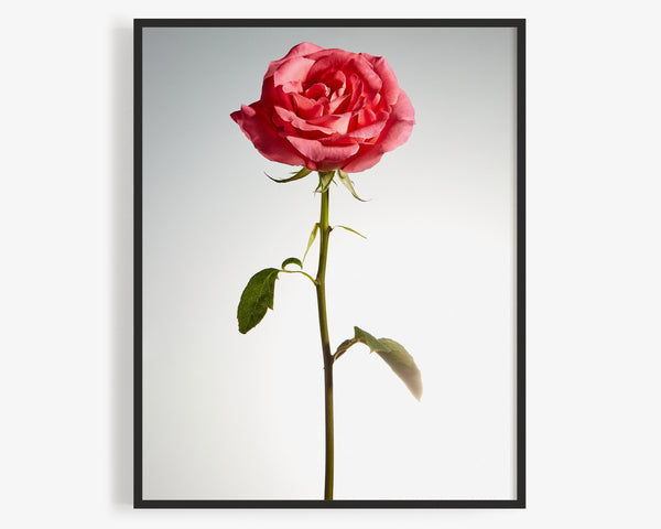 Red Rose, Flower Fine Art Photography Print