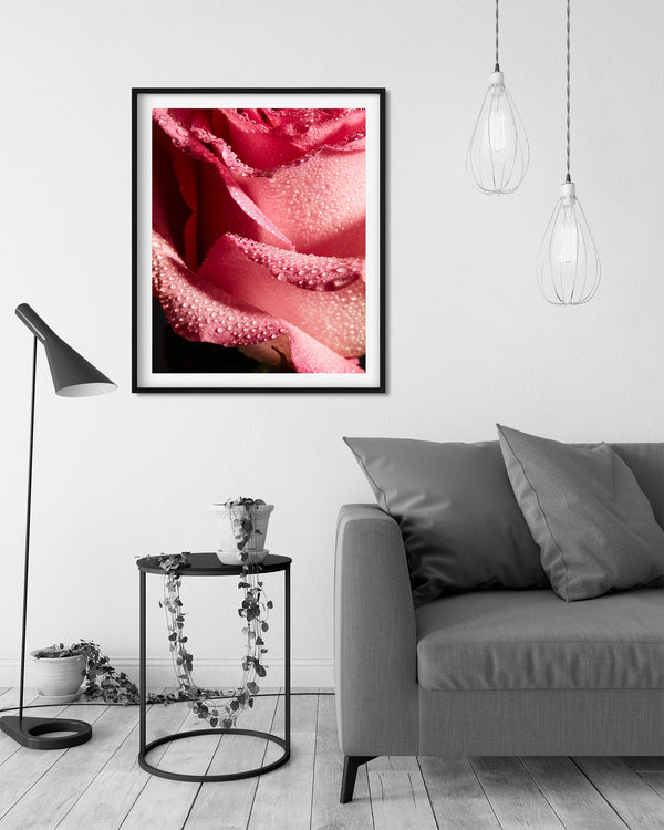 Pink Rose Macro, Flower Fine Art Photography Print