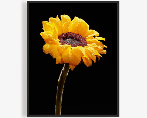 Sunflower, Flower Fine Art Photography Print