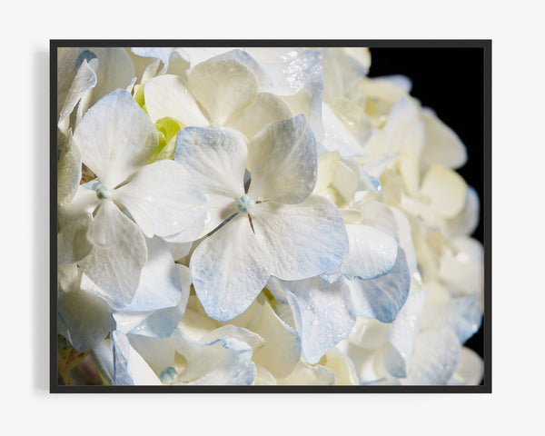 Blue Hydrangea Macro, Flower Fine Art Photography Print